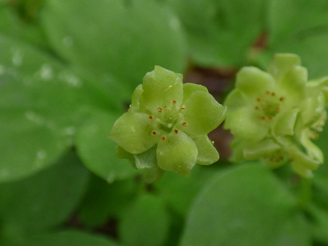 Adoxa moschatellina